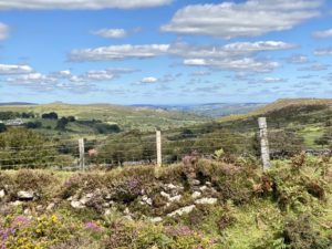Dartmoor is a green national park with traditional stone walls and heather and gorse planting. The fences keep the sheep and horses in the National Park