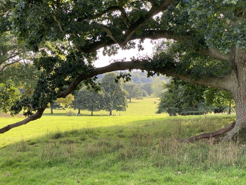 close up of a hanging branch of an old oak tree with green grass and trees in the background